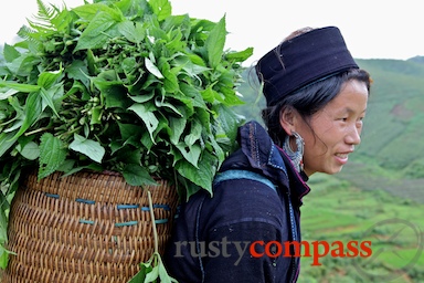 images/rustycompass/VIETNAM/SAPA0711/SAPAINTRO0711/sapa-intro-4x3-0711-3.jpg Around Sapa,Vietnam